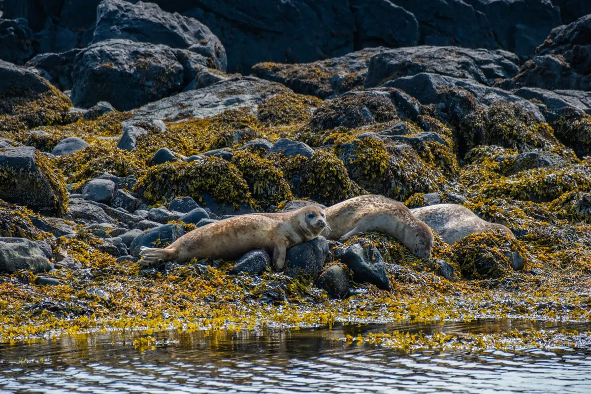 Beginner's Guide to Wildlife Watching on the British Coast